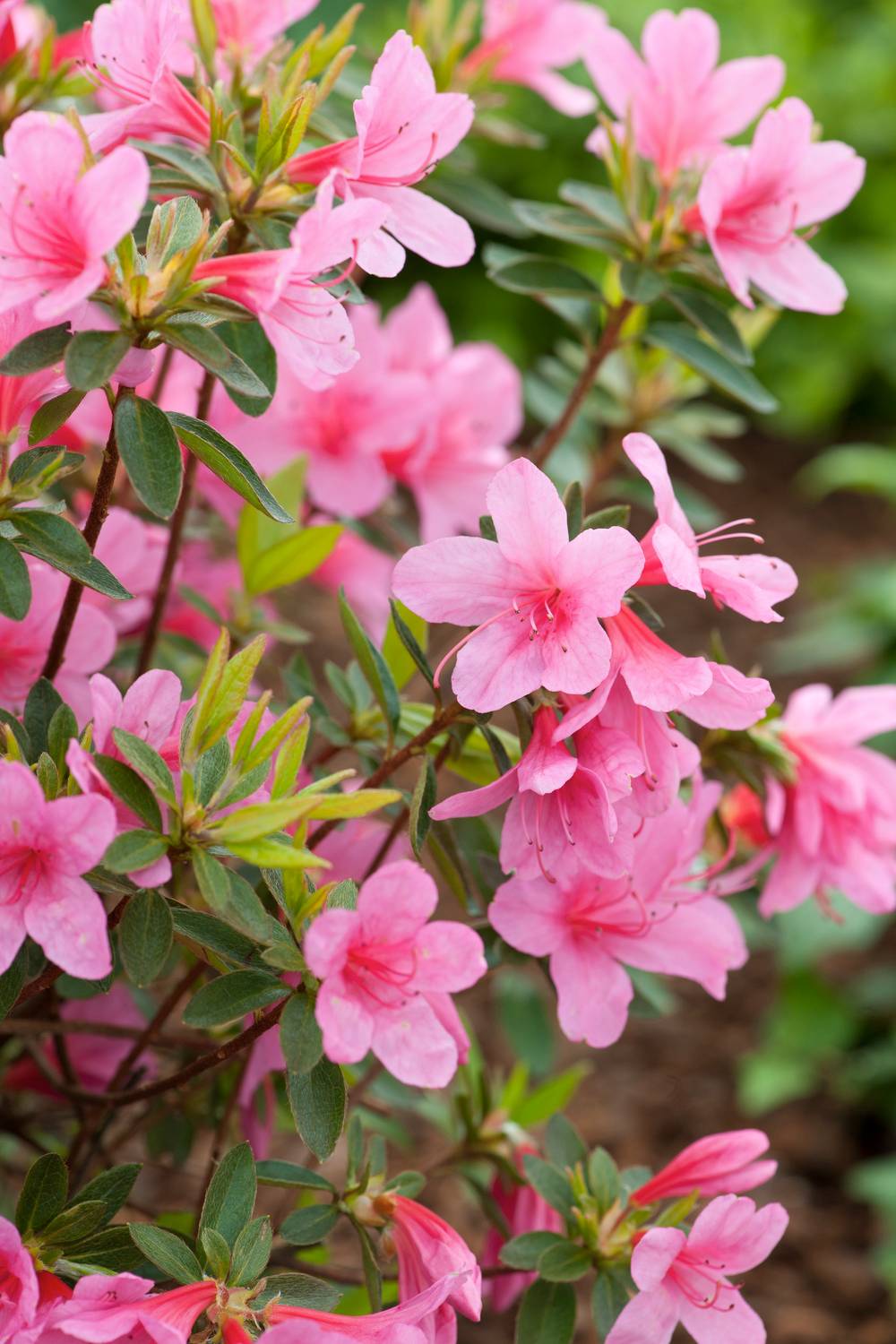 Azalea japonica 'Mme Van Hecke' - Azale du Japon - Pot de 5 litres - Gamm  vert
