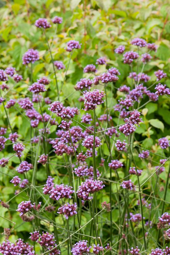 Verbena bonariensis 'Purple Tower' - Verveine de Buenos Aires