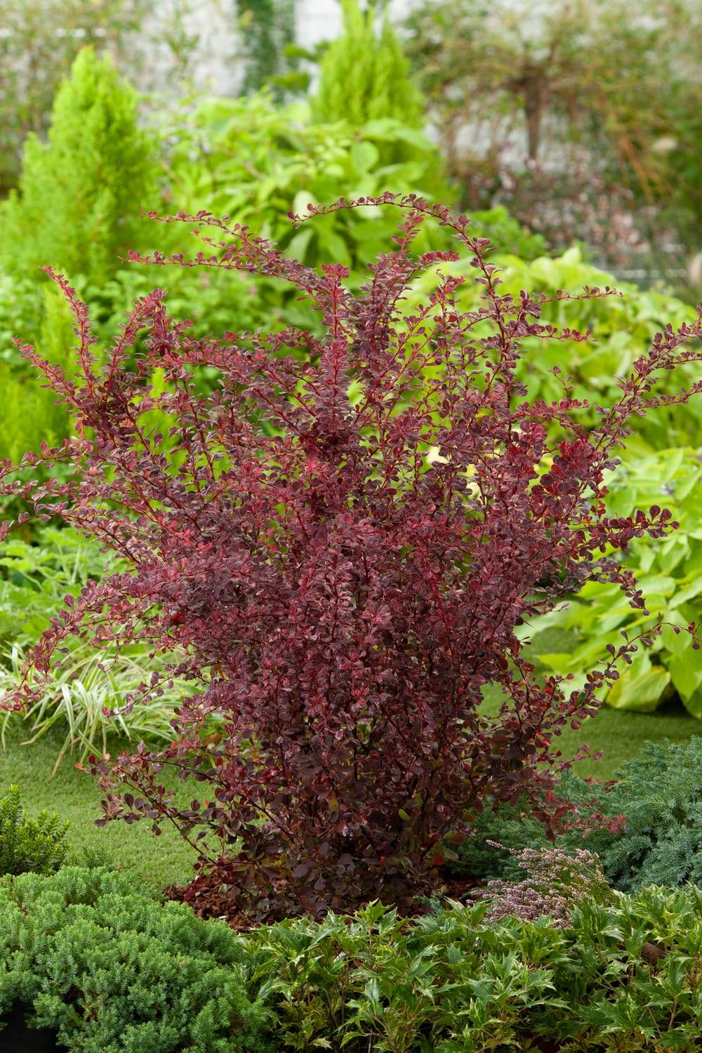 Berberis thunbergii 'Harlequin' - Épine-vinette 'Harlequin'