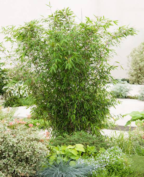 Fargesia nitida 'Winter Joy' - Bambou non traçant