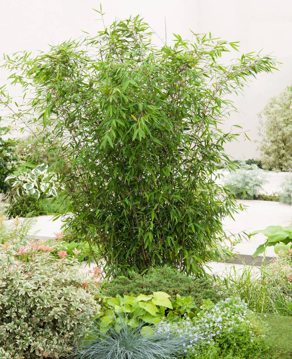 Fargesia nitida 'Winter Joy' - Bambou non traçant