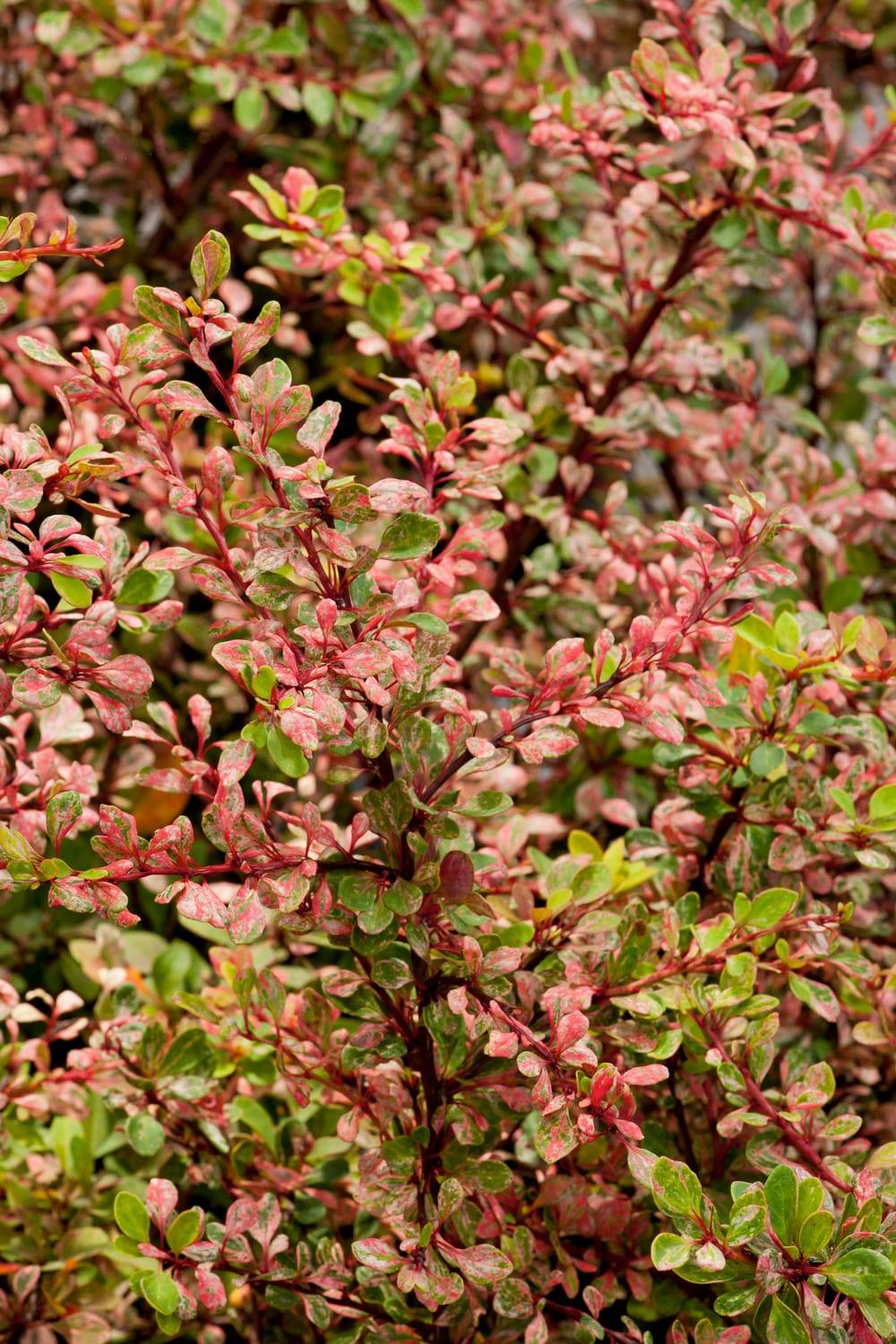 Berberis thunbergii 'Natasza' - Épine-vinette