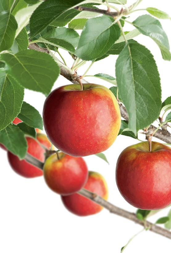 Pommier 'Ecolette'