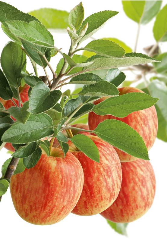 Pommier 'Benoni'