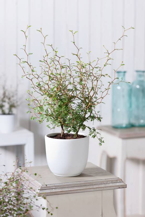 Sophora 'Little Baby'