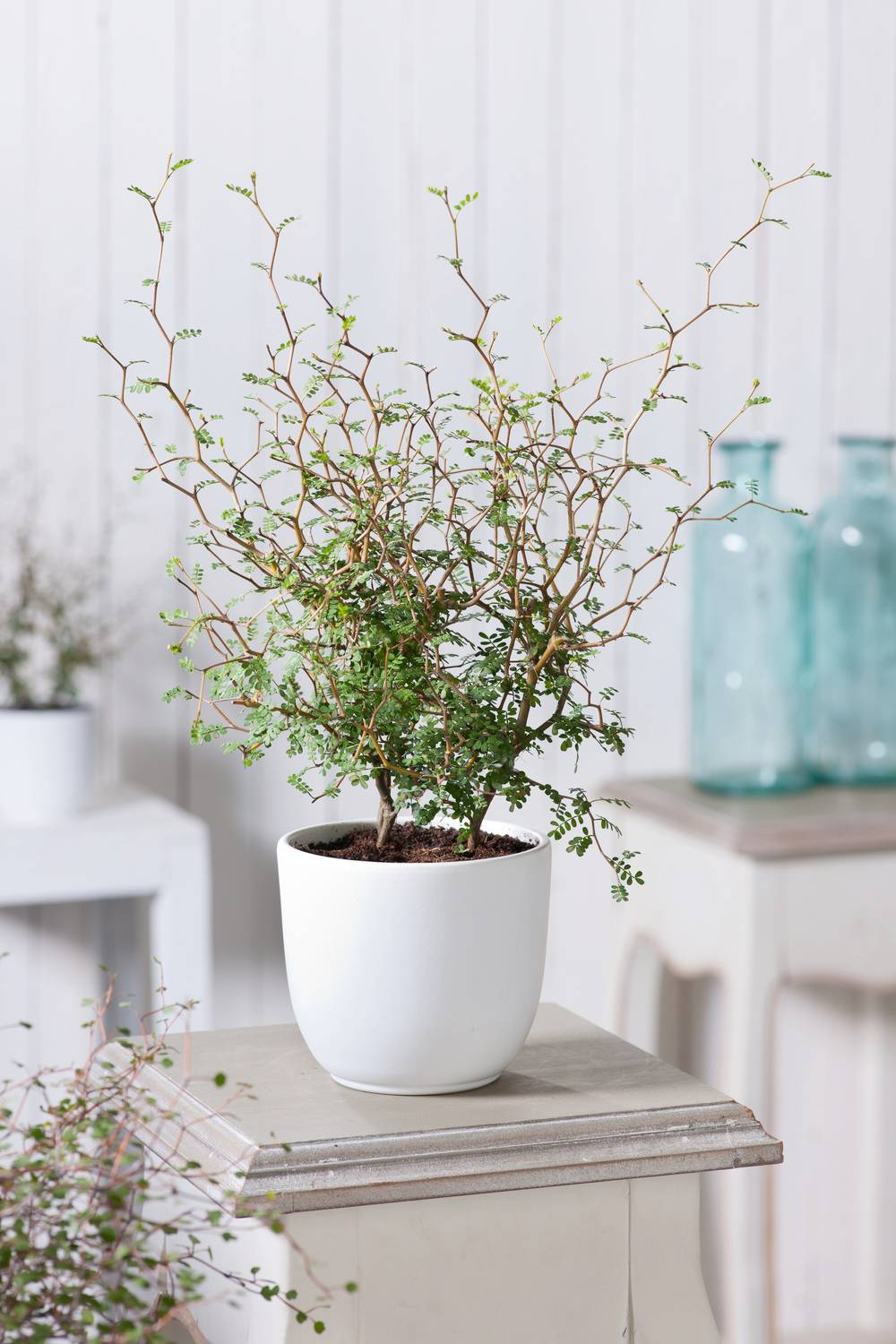 Sophora 'Little Baby'
