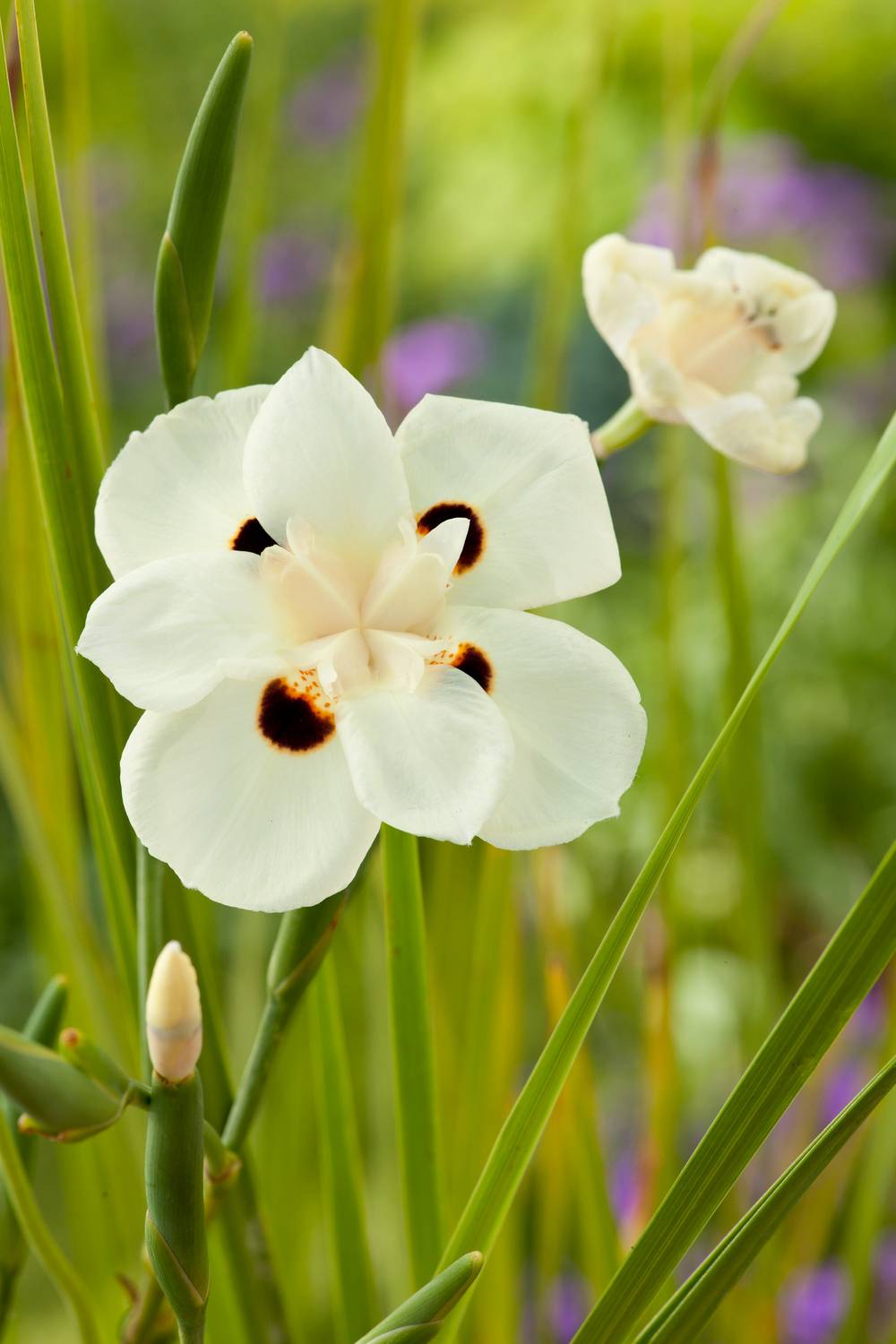 Dietes bicolor - Iris sauvage