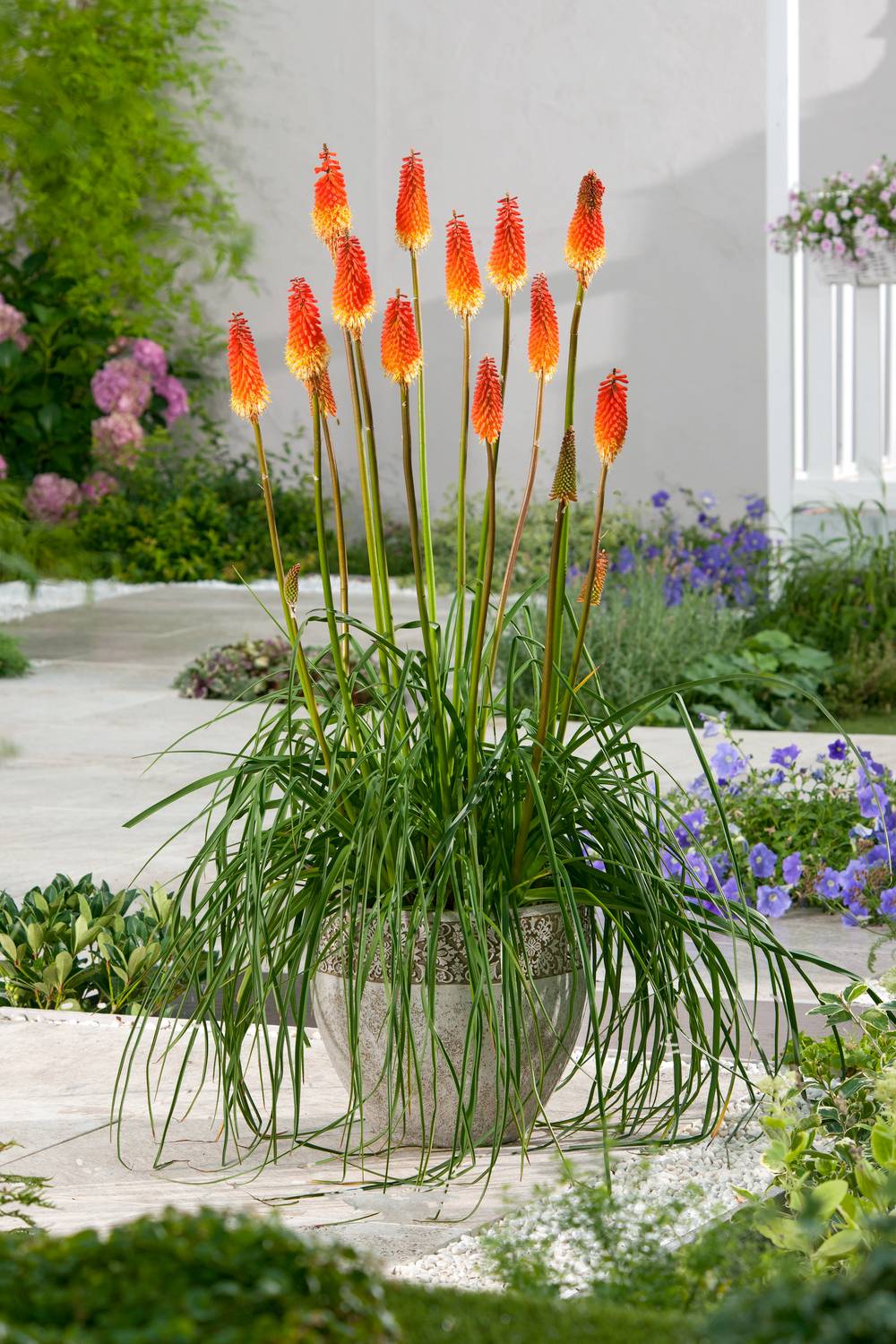 Kniphofia 'Flamenco' - Tison de Satan (Tritoma)