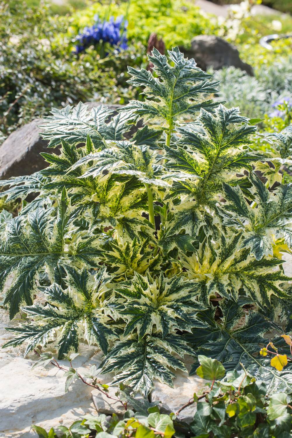 ACANTHUS 'Whitewater' C5L