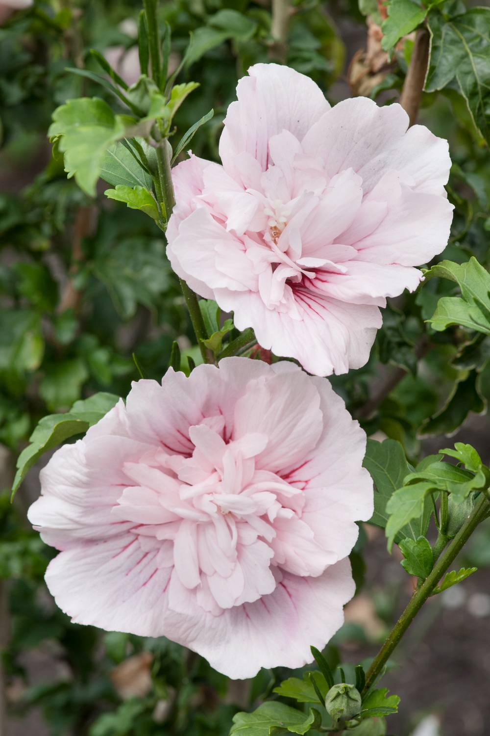 Hibiscus syriacus 'Pink Chiffon'® - Hibiscus de jardin