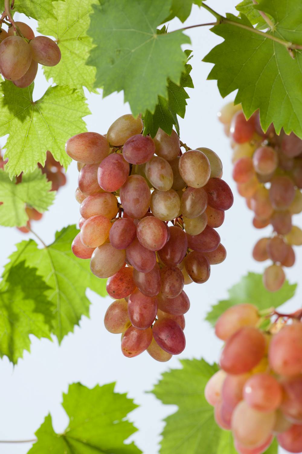 Vigne 'Katharina'