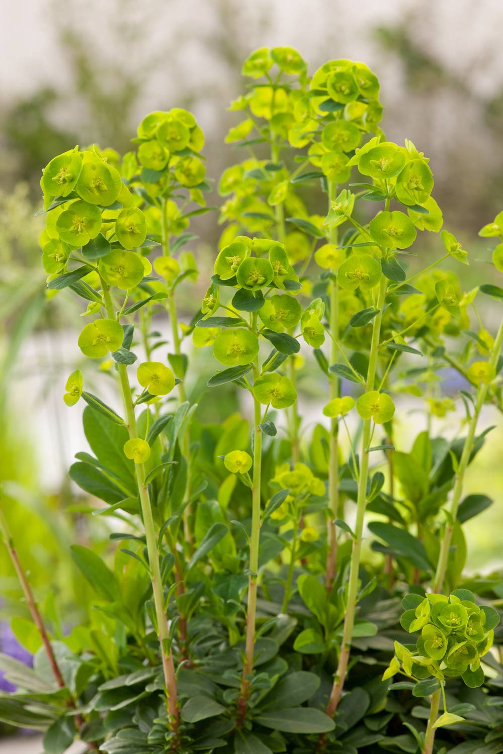 Euphorbia amygdaloides 'Robbiae' - Euphorbe vivace