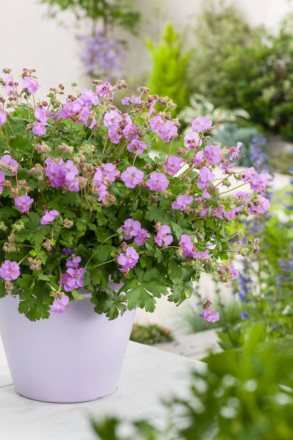 Géranium cantabrigiense 'Karmina' - Géranium vivace - Pot 2L - Gamm vert