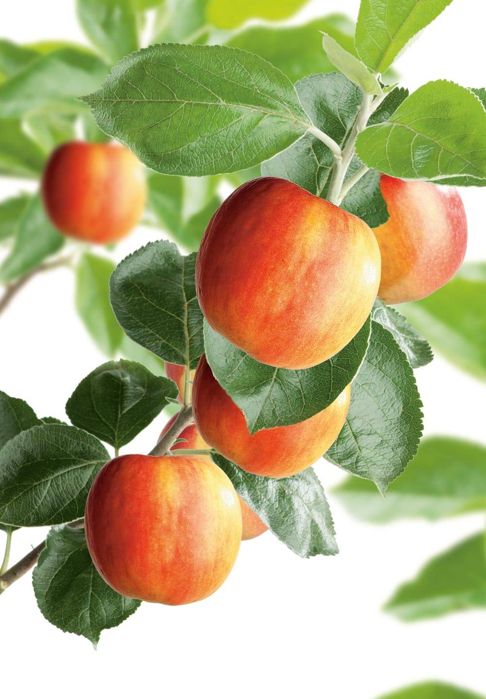 Pommier 'Santana'