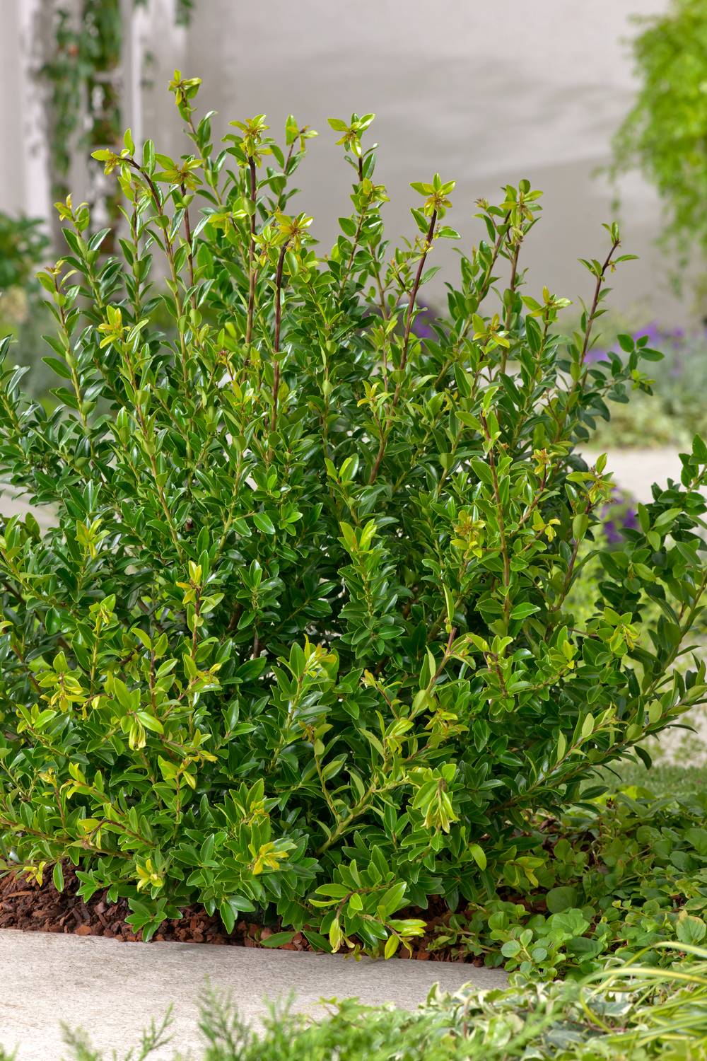 Ilex maximowicziana 'Kanehirae' - Houx de Kanehira