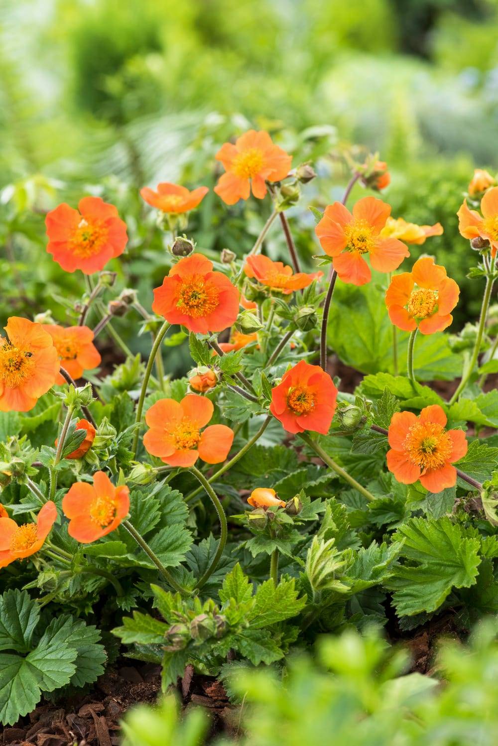 Geum coccineum 'Queen Of Orange' - Benoîte