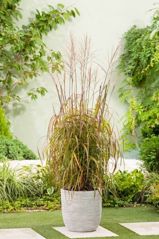 Miscanthus sinensis 'Nippon' - Graminée Roseau de Chine