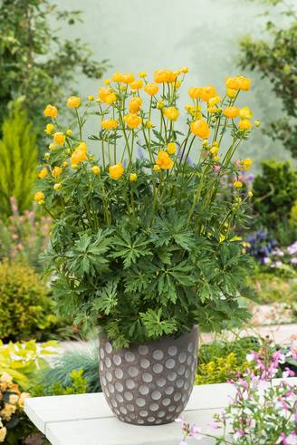 Trollius chinensis 'Golden Queen' - Trolle
