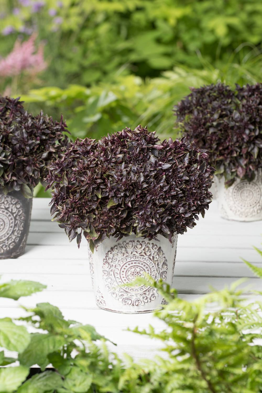 BASILIC Pourpre BIO en pot de 14 cm - POT 14CM - Gamm vert
