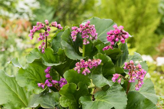 Bergenia 'Rotblum' - Plante des savetiers