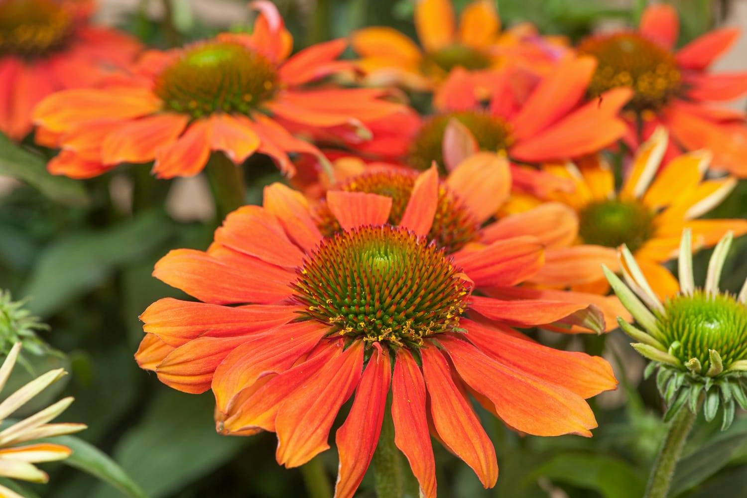 Echinacea 'Orange Bicolor' - POT 4L - Gamm vert