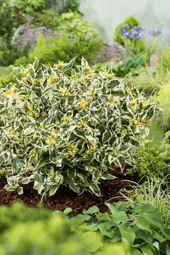 Diervilla sessilifolia 'Cool Splash'