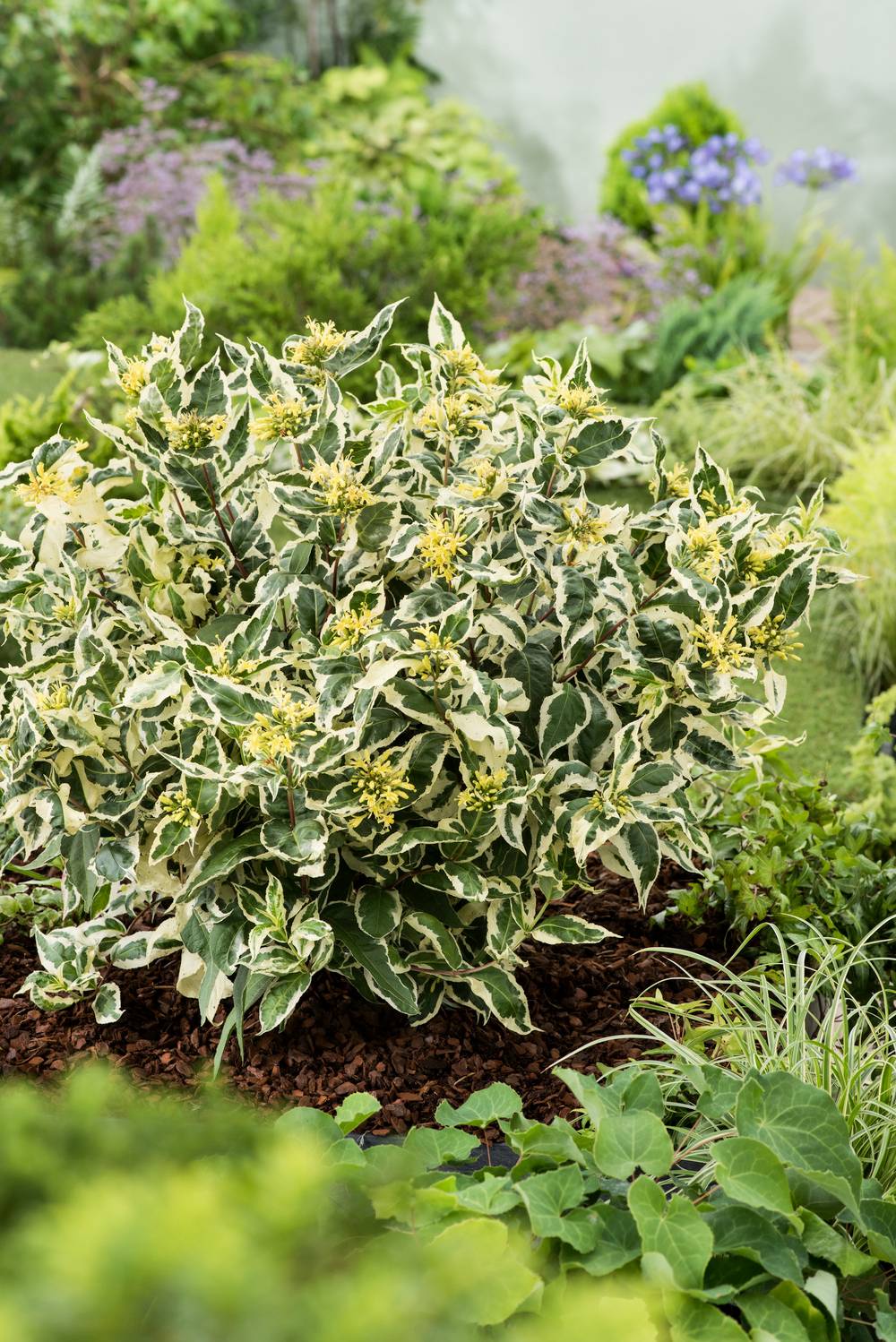 Diervilla sessilifolia 'Cool Splash'