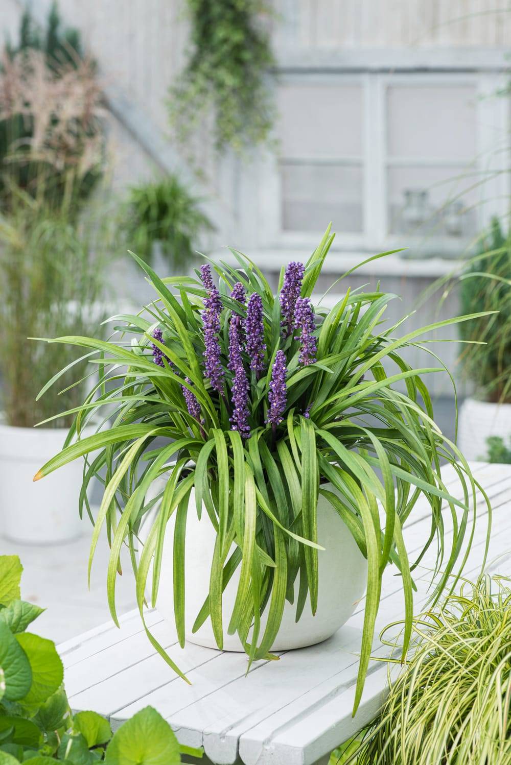 Liriope muscari 'Royal Purple'