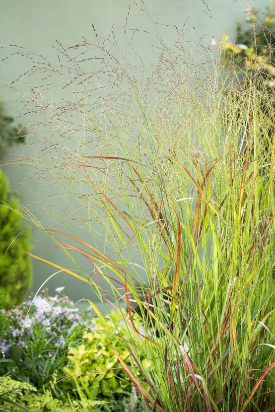 Panicum virgatum 'Rehbraun' - Graminée Panic érigé