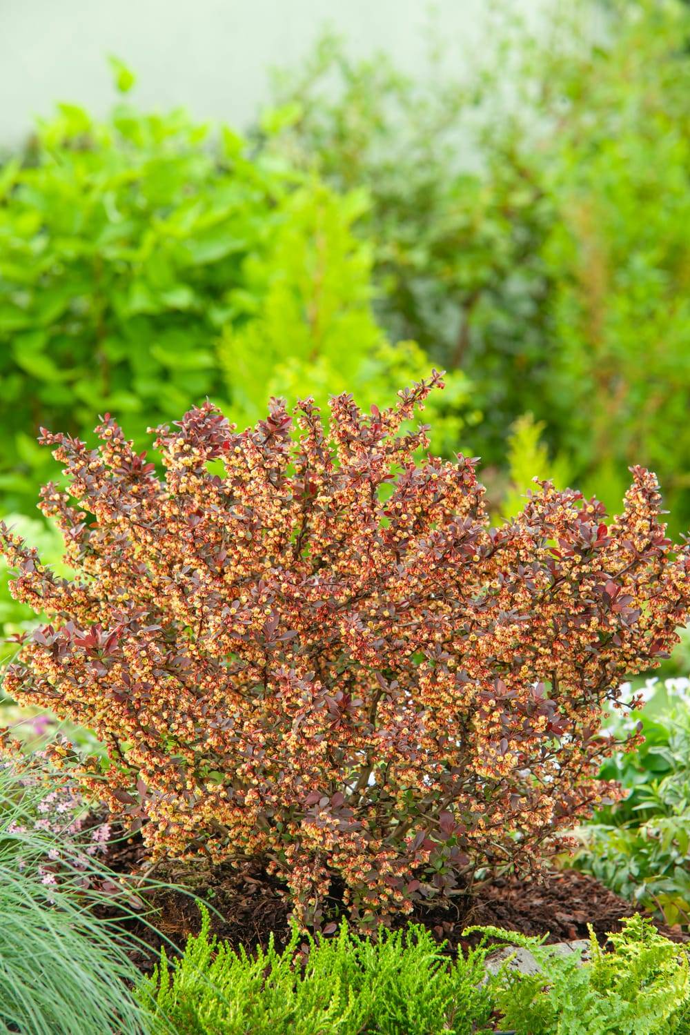 Berberis thunbergii 'Atropurpurea Nana' - Épine-vinette de Thunberg