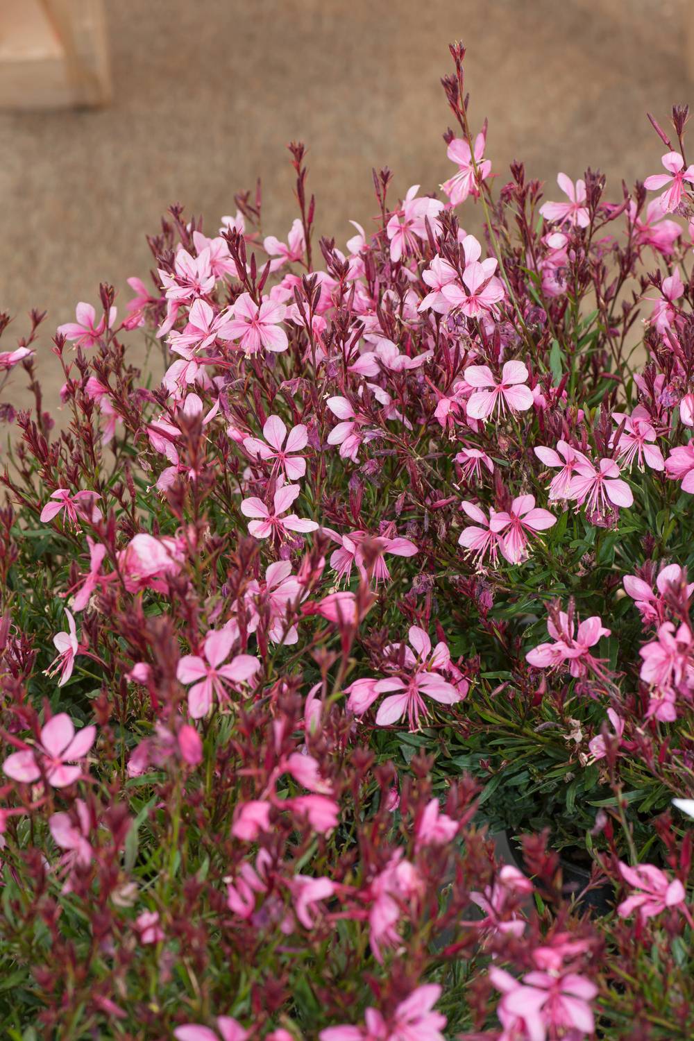 Gaura lindheimeri 'Redgapi Lillipop Pink'