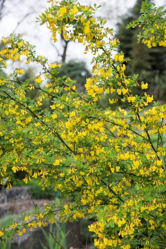Coronilla emerus - Coronille des jardins