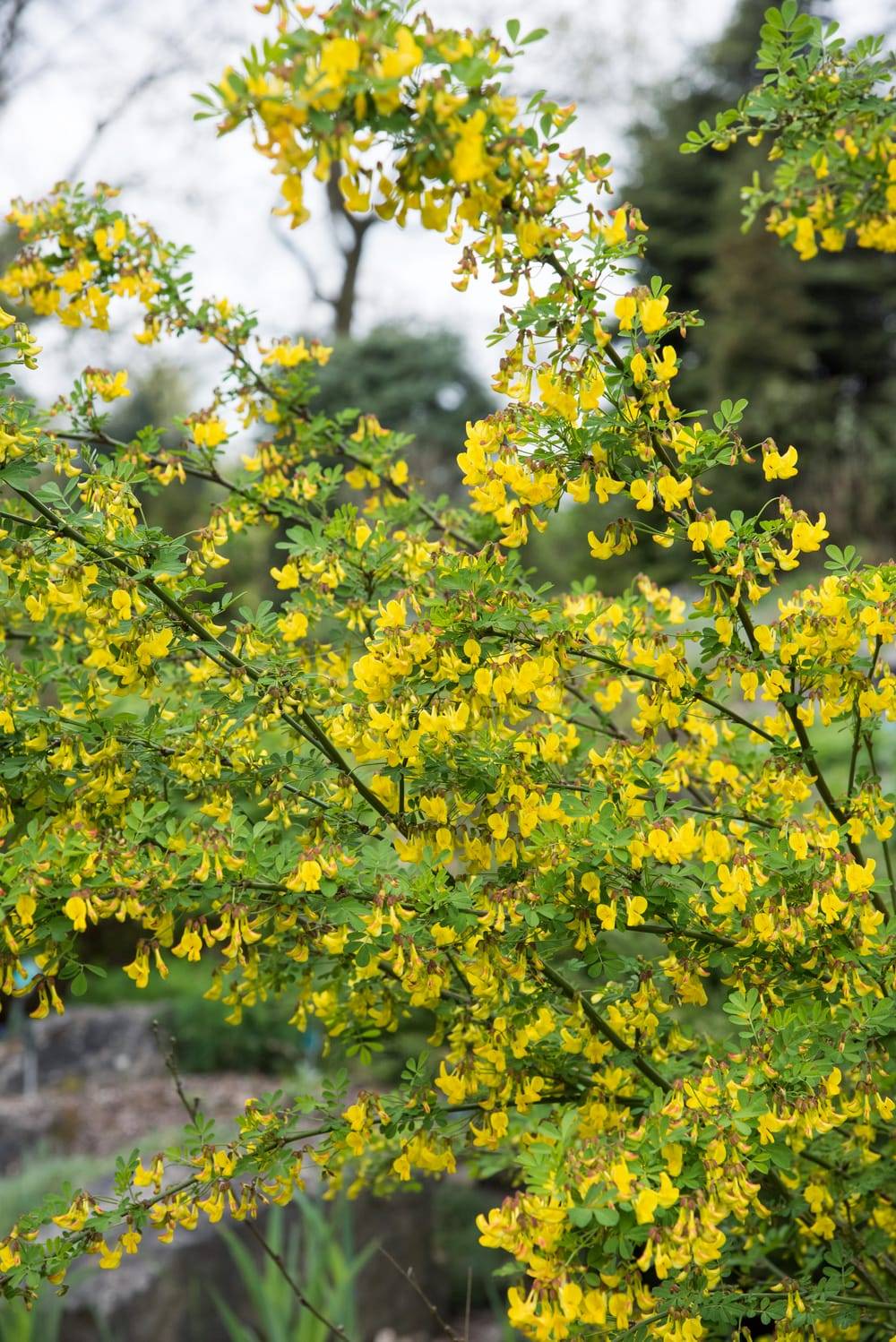 Coronilla emerus - Coronille des jardins