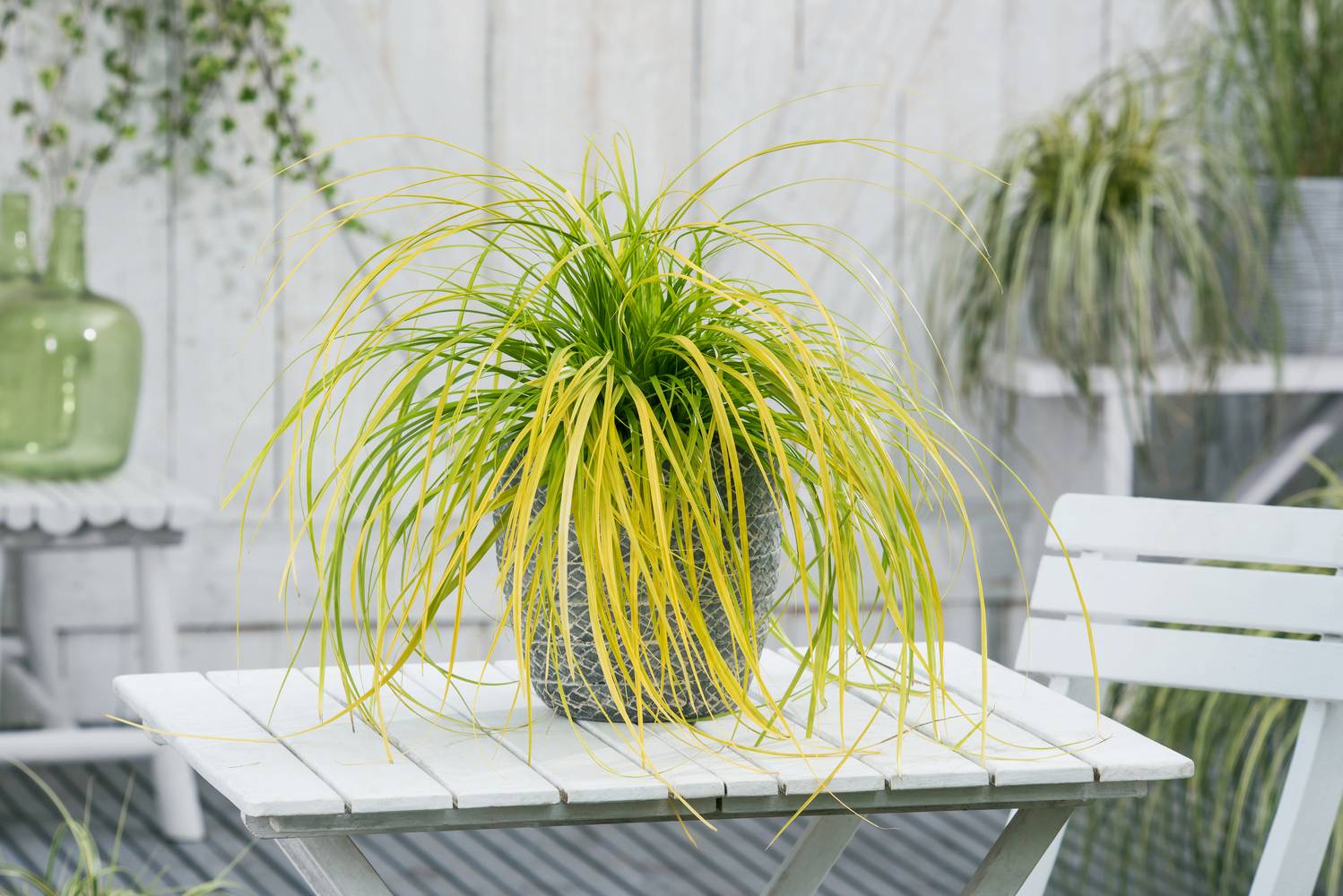 Carex oshimensis 'Everlime' - Graminée Laîche d'Oshima 'Everlime'