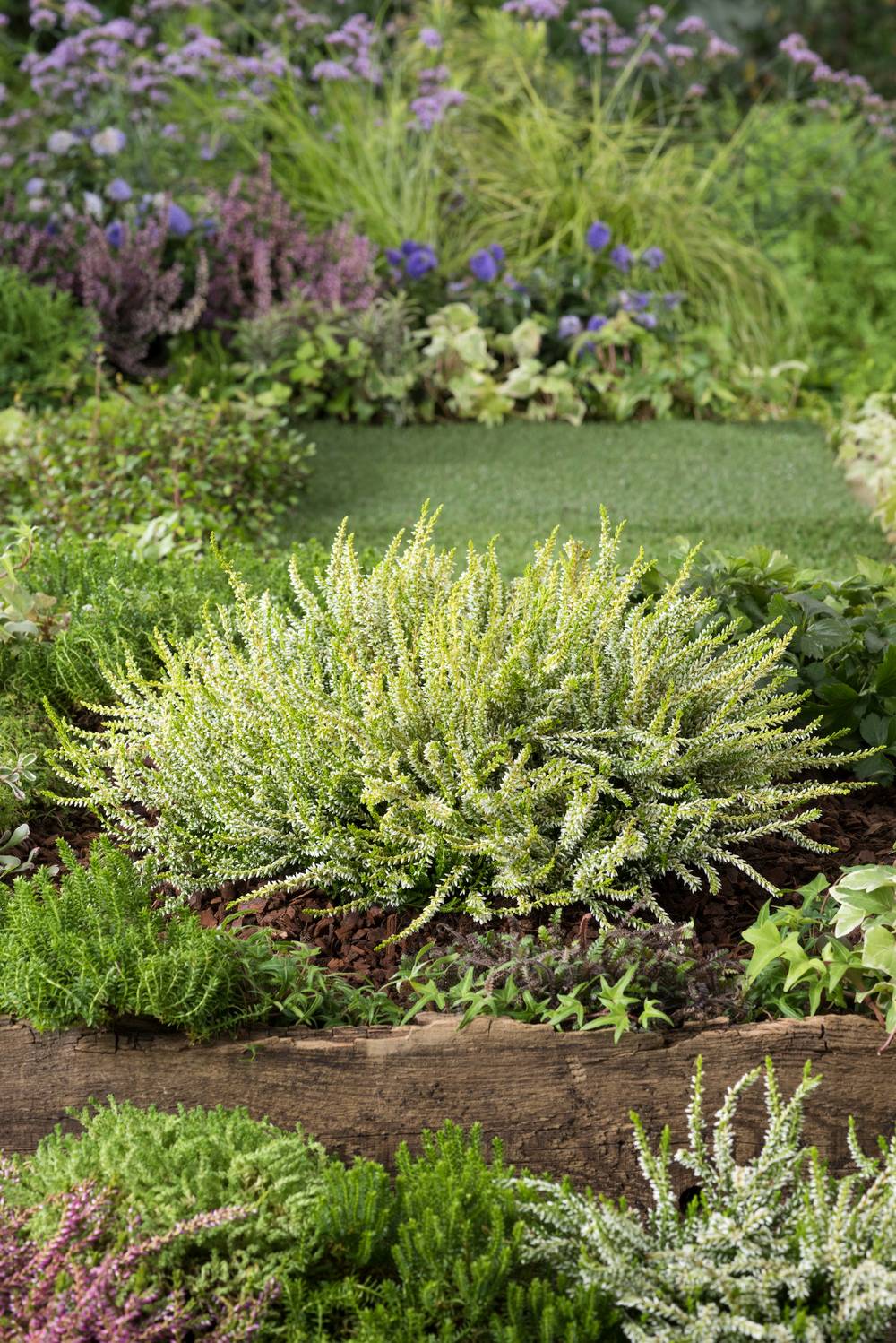 Calluna 'Sandy' - Bruyère d'été