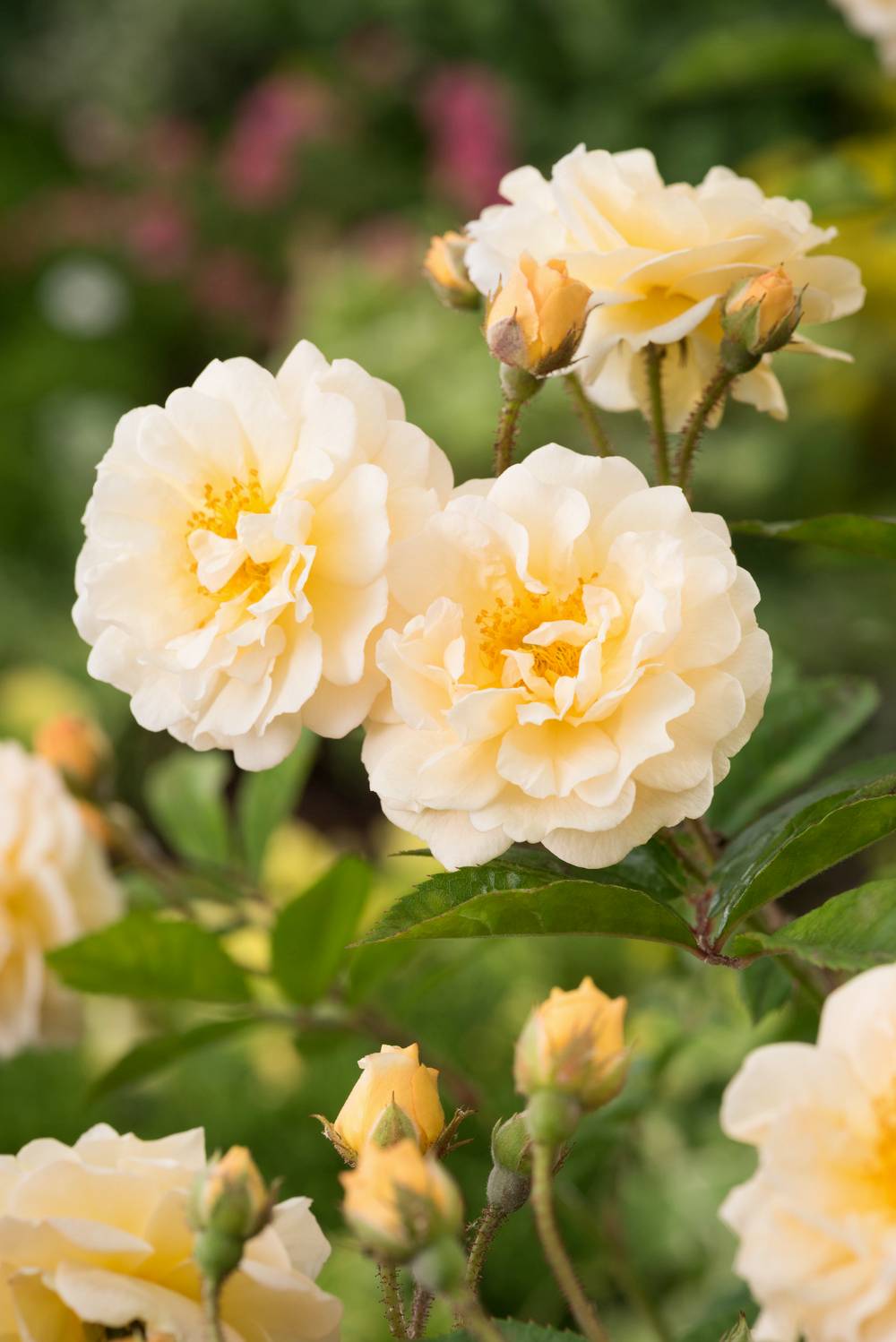 Rosier ancien 'Ghislaine de Feligonde'