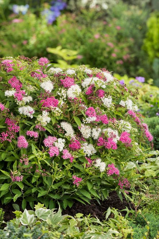 Spiraea assorti - Spirée