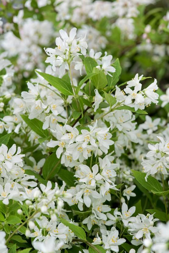 Deutzia 'Yuki Snowflake'