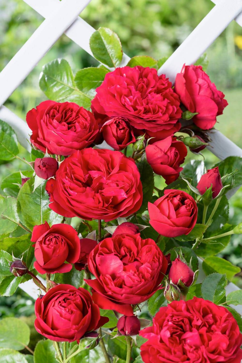 Rosier grimpant 'Florentina'®