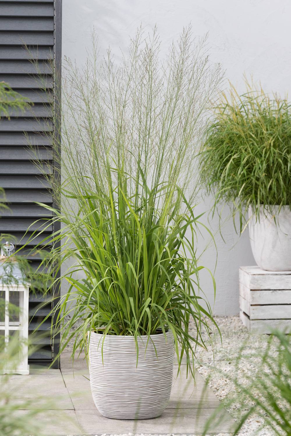 Molinia caerulea 'Variegata' - Graminée Molinie bleue panachée