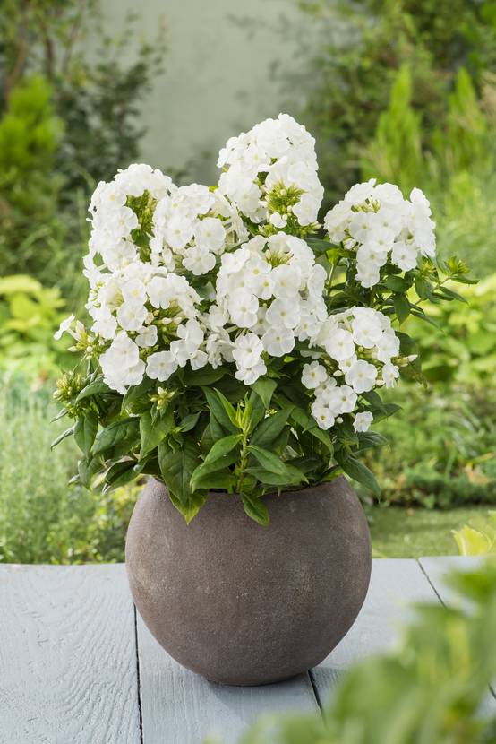 Coprosma 'Pina Colada' - Plante mirroir