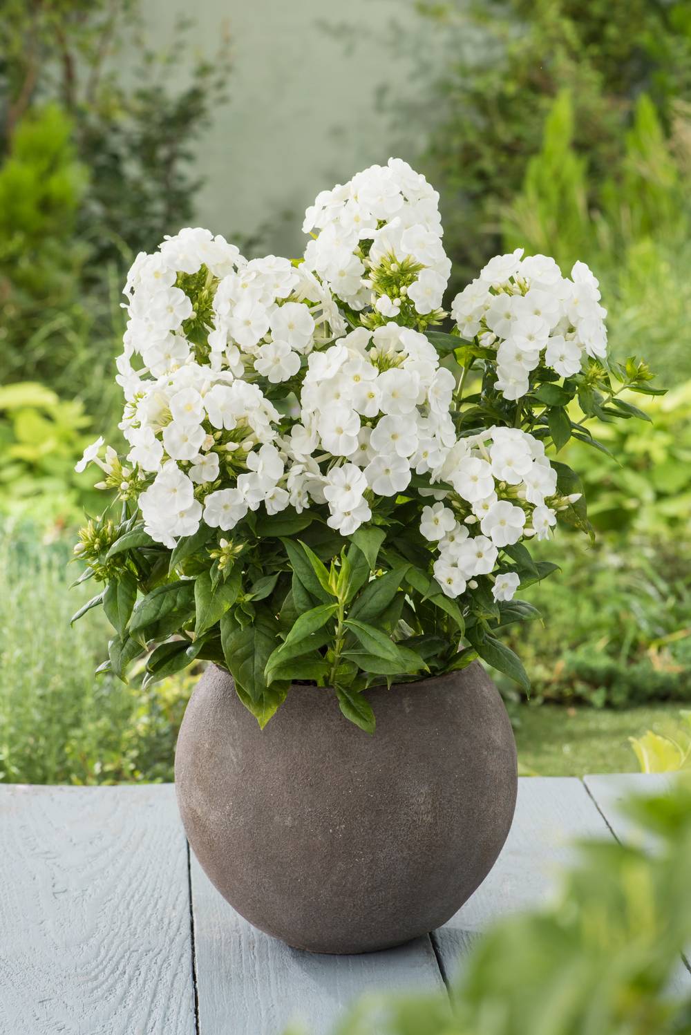 Coprosma 'Pina Colada' - Plante mirroir
