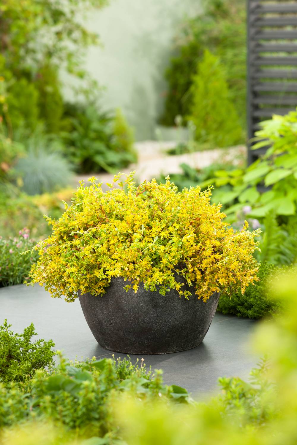 Sedum makinoi
