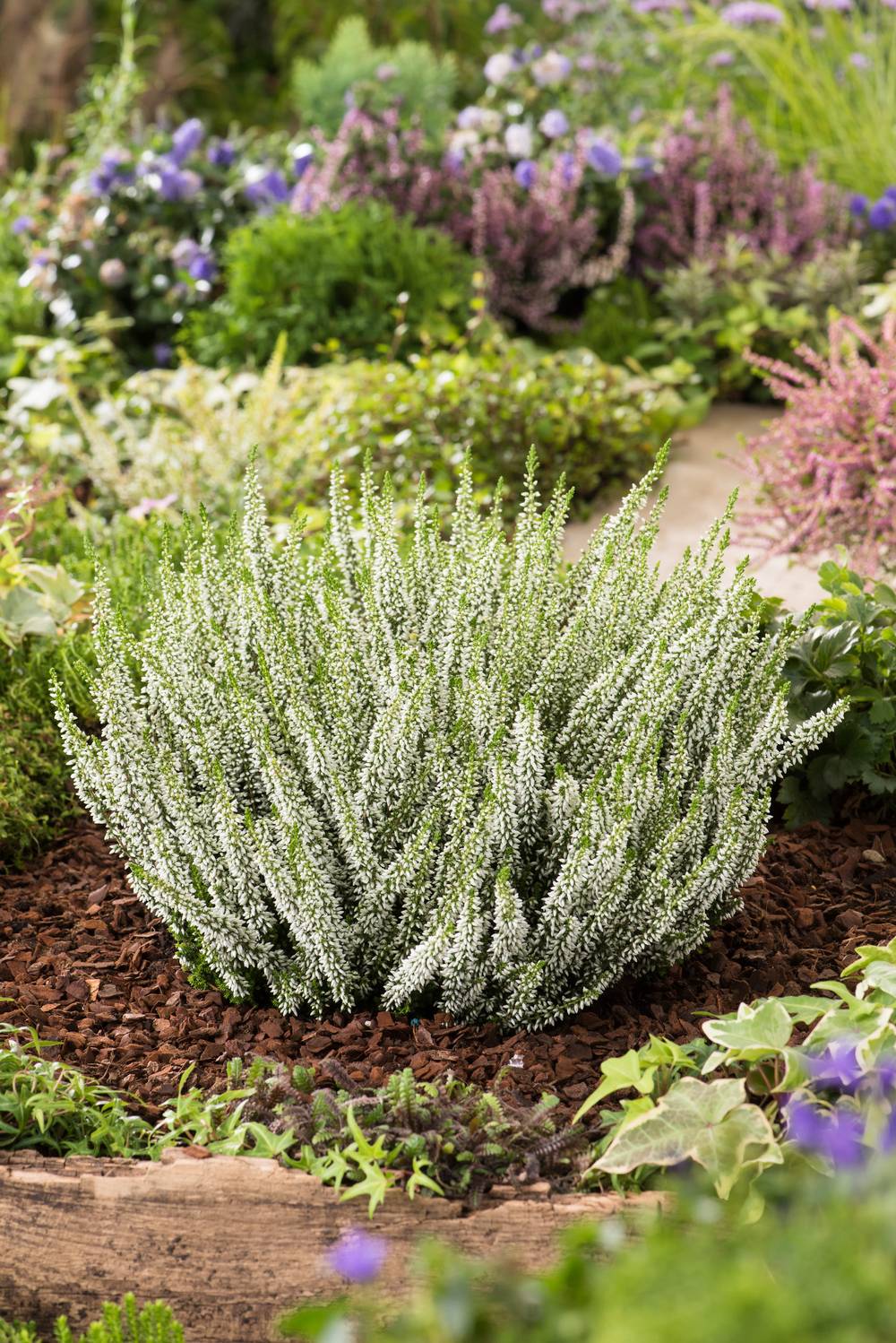 Calluna Garden Girls® 'Helena' - Bruyère d'été