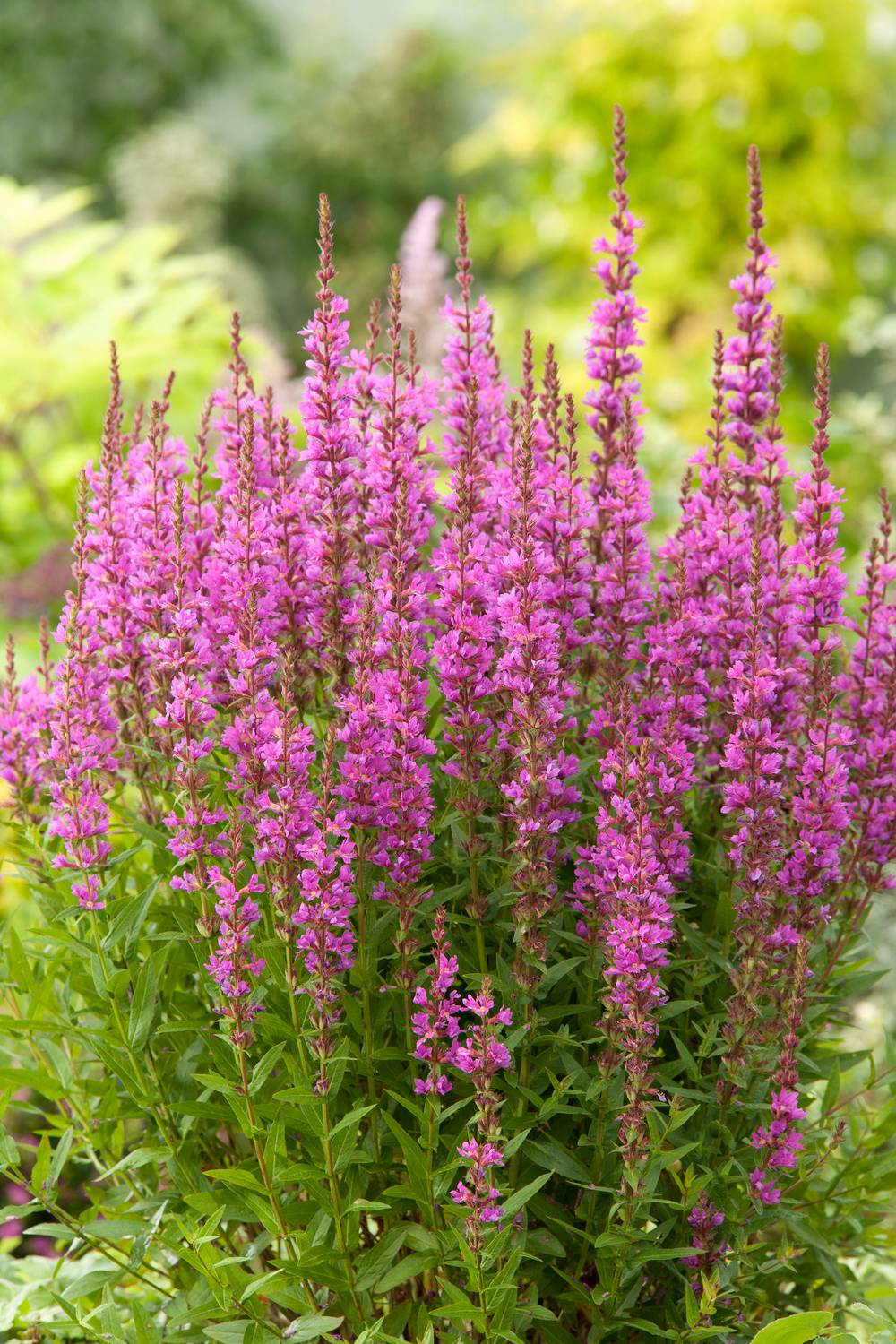Lythrum salicaria 'Robin' - Salicaire - Pot 2L - Gamm vert
