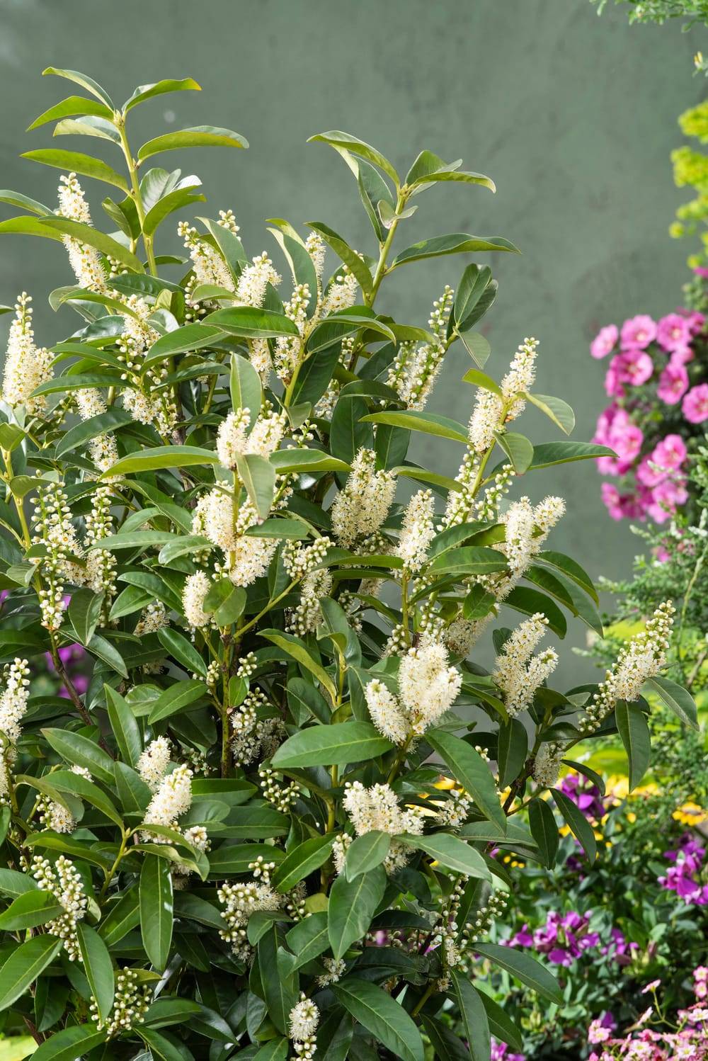 Prunus laurocerasus 'Novita' - Laurier-cerise