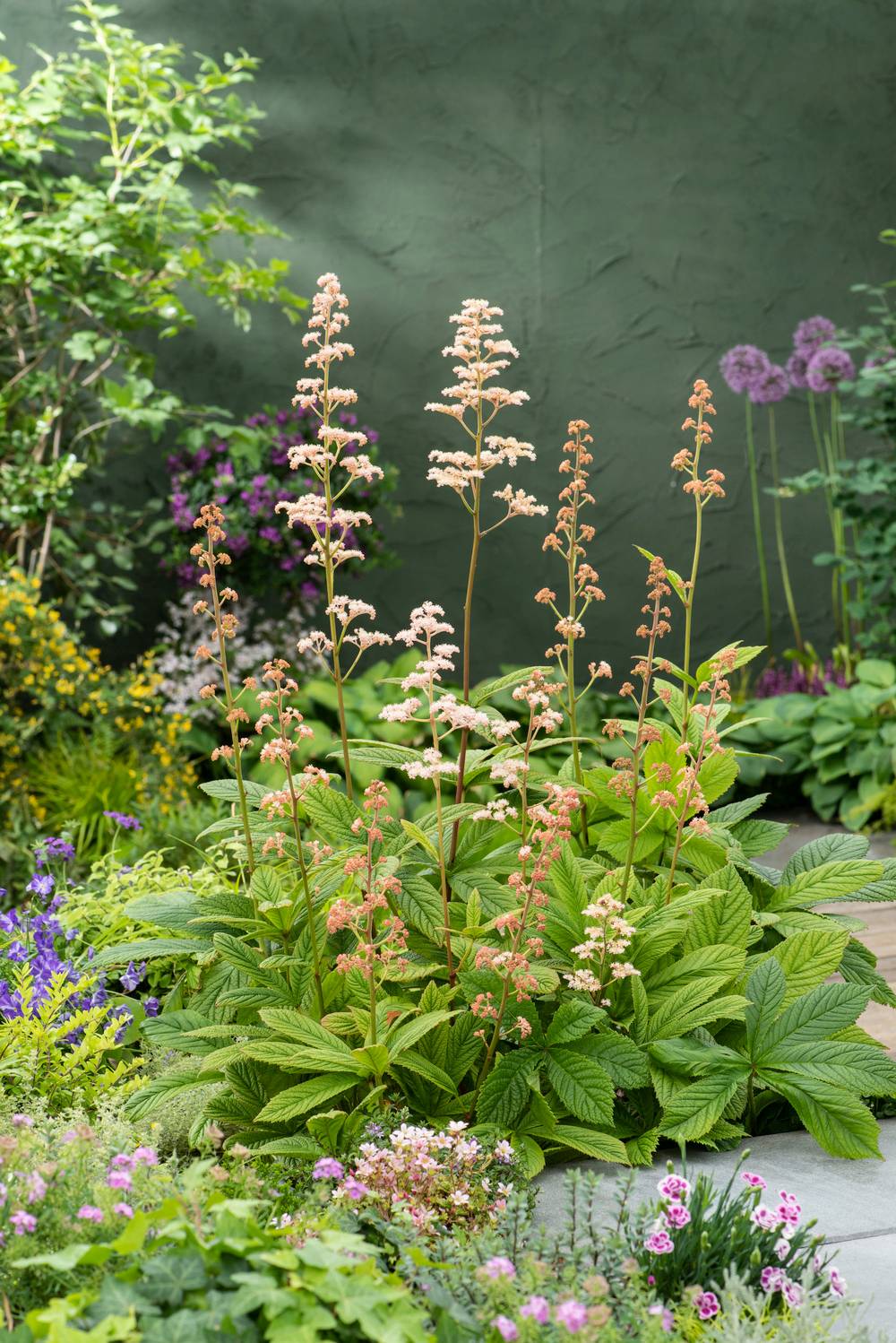 Rodgersia pinnata 'Chocolate Wings'