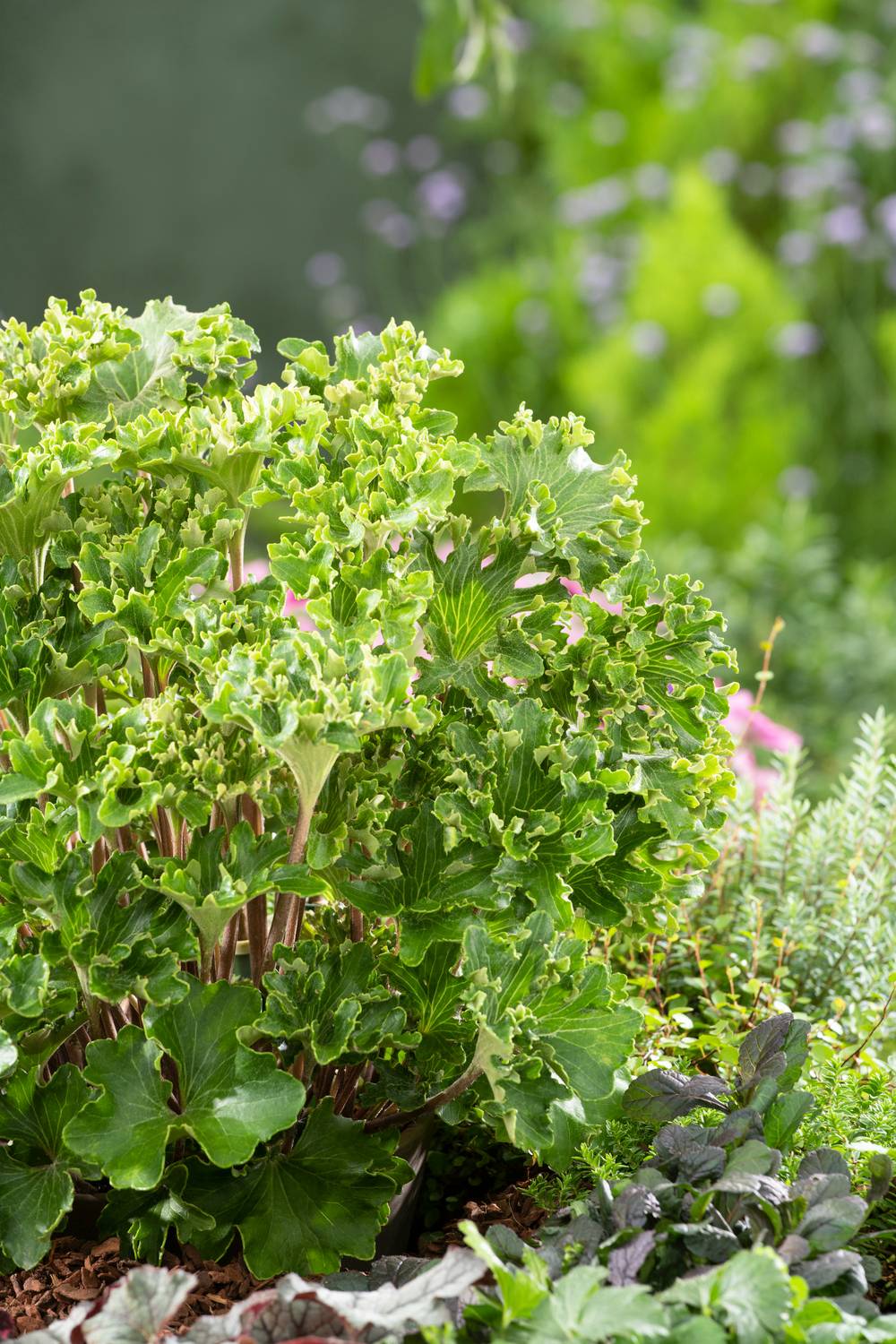 Farfugium japonicum 'Wavy Gravy'