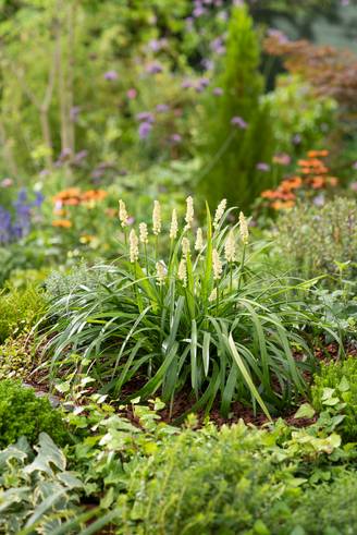 Liriope muscari 'Monroe White'
