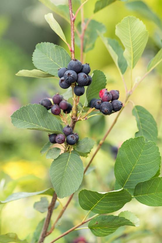 Amelanchier alnifolia 'Obelisk'